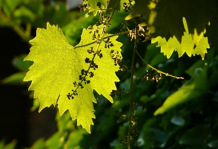 Tree nature branch blossom Photo