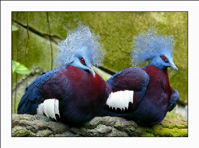 Foto Alam burung satwa kebun binatang