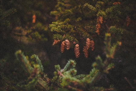 木 自然 森 ブランチ 写真