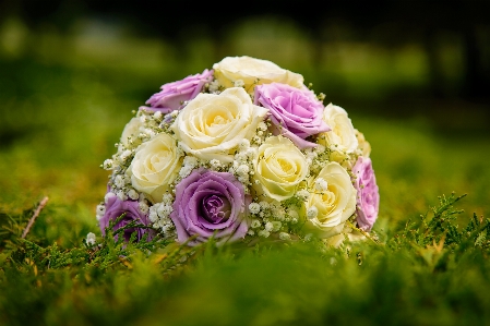 Grass blossom plant photography Photo