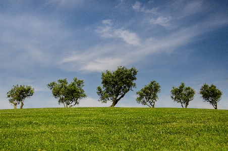 Landscape tree nature grass Photo