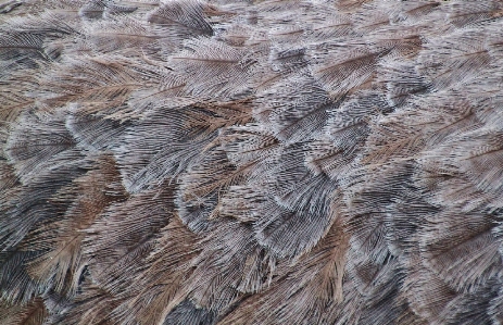 Foto Alam burung struktur tekstur