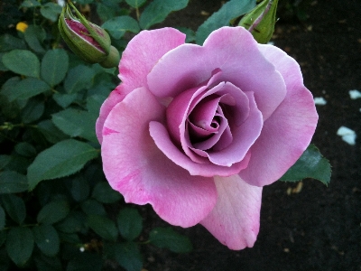 Plant flower purple petal Photo