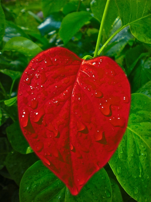 露 植物 雨 葉