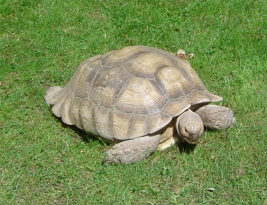 Animal zoo turtle reptile Photo