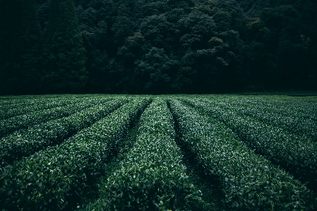 Foto Pohon alam rumput tanaman