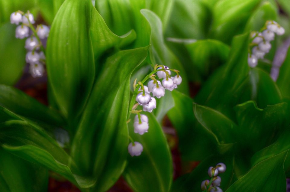 Natura erba fiore pianta