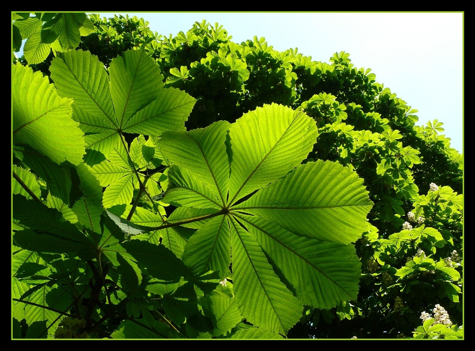 árbol naturaleza bosque rama