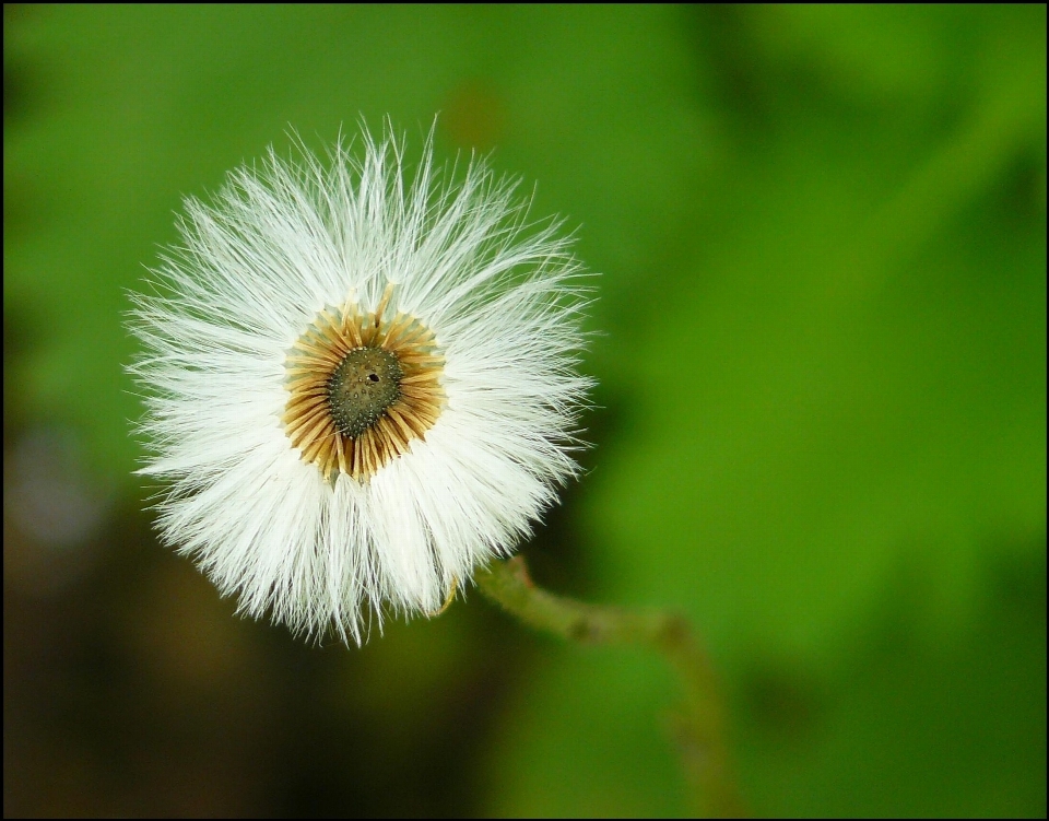 Nature herbe usine blanc