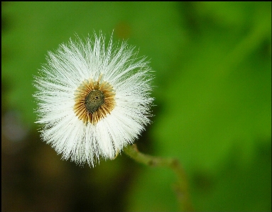 Nature grass plant white Photo