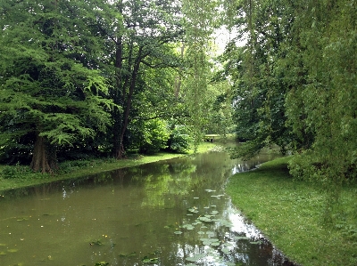 Tree forest creek lake Photo