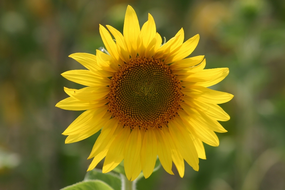 Blossom plant field stem