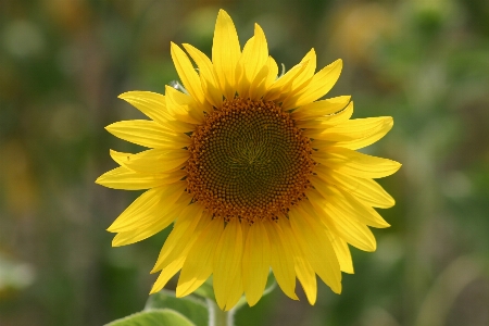 Blossom plant field stem Photo