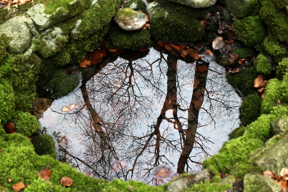 дерево вода природа ветвь