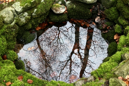 Baum wasser natur zweig Foto