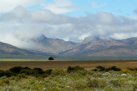 Landscape tree nature horizon Photo