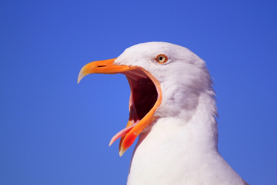 Natura uccello ala cielo