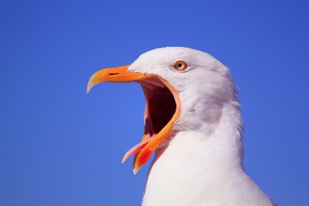 Foto Alam burung sayap langit