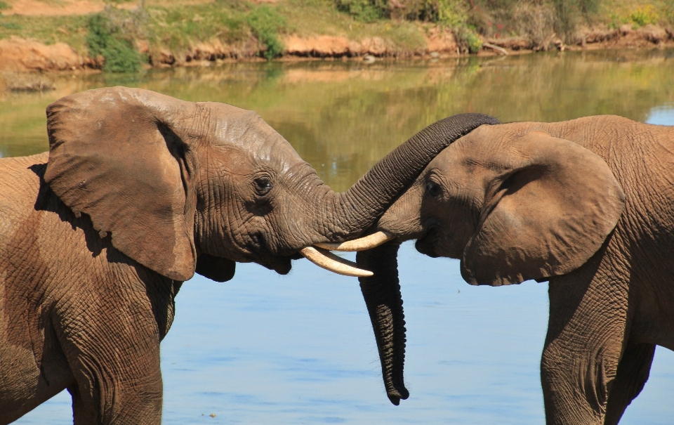 Natureza região selvagem
 animal animais selvagens