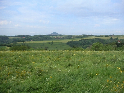 Landscape grass marsh field Photo