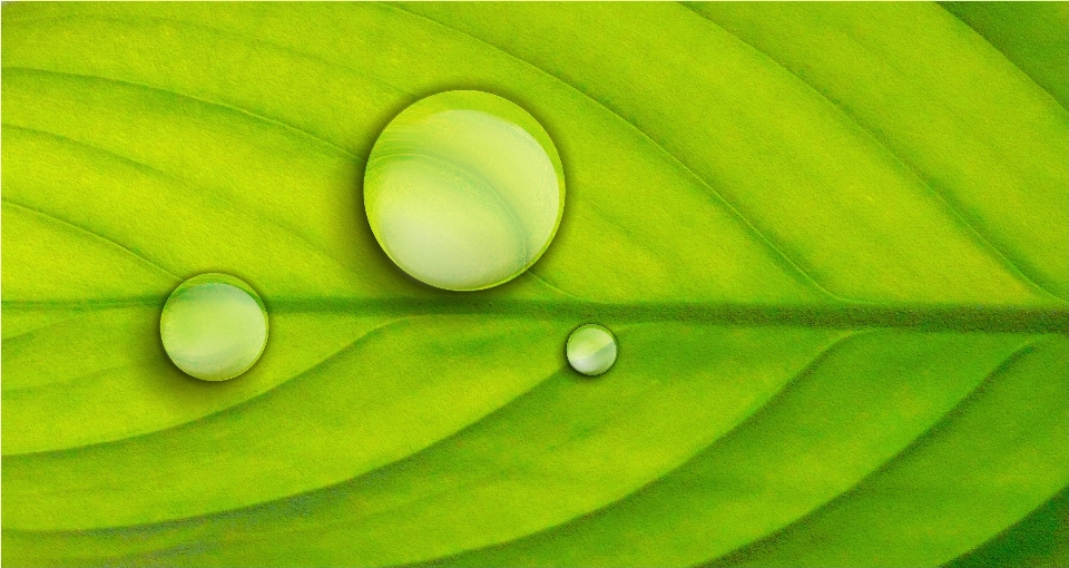 Air menjatuhkan tanaman fotografi