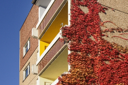 Architecture wine flower window Photo