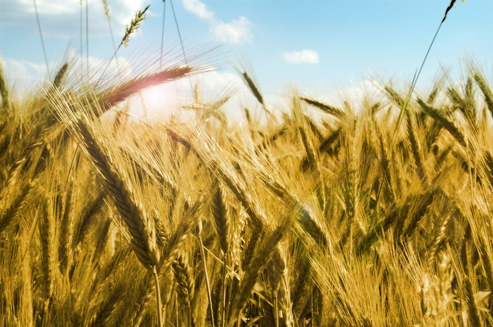 Landscape grass plant field