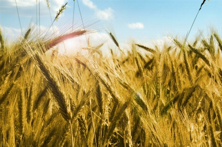 Landscape grass plant field Photo