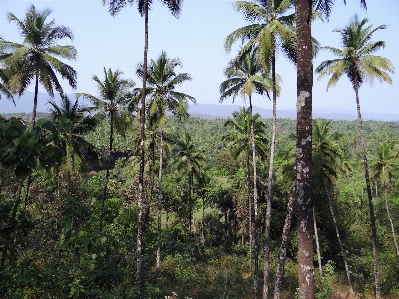 Tree nature forest wilderness Photo