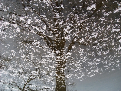 Photo Arbre eau nature bifurquer