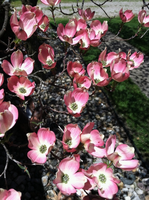 Blossom plant stem leaf