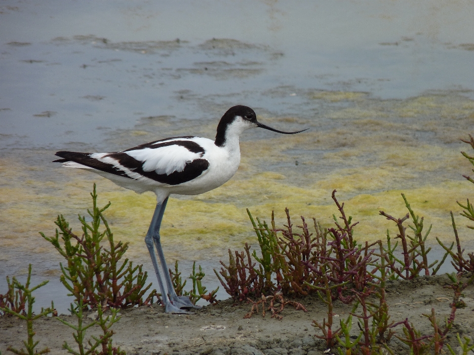 Natur vogel tierwelt fauna