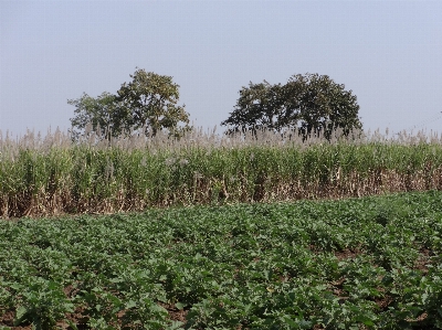 Tree nature plant field Photo