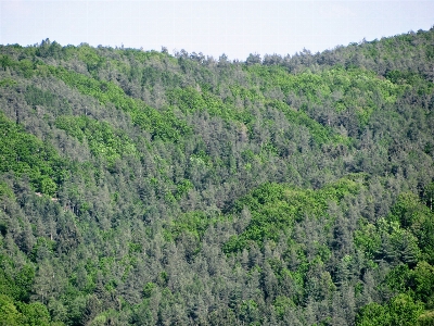 Landscape tree nature forest Photo