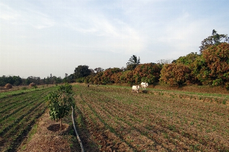 Foto All'aperto campo azienda agricola prato
