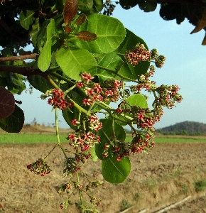 Tree blossom plant fruit Photo