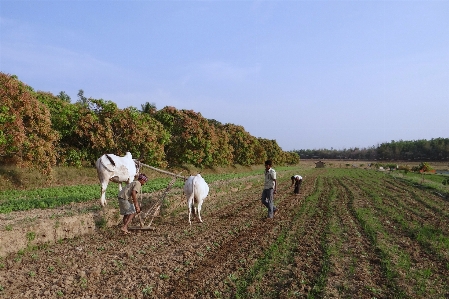 Foto All'aperto campo azienda agricola prato
