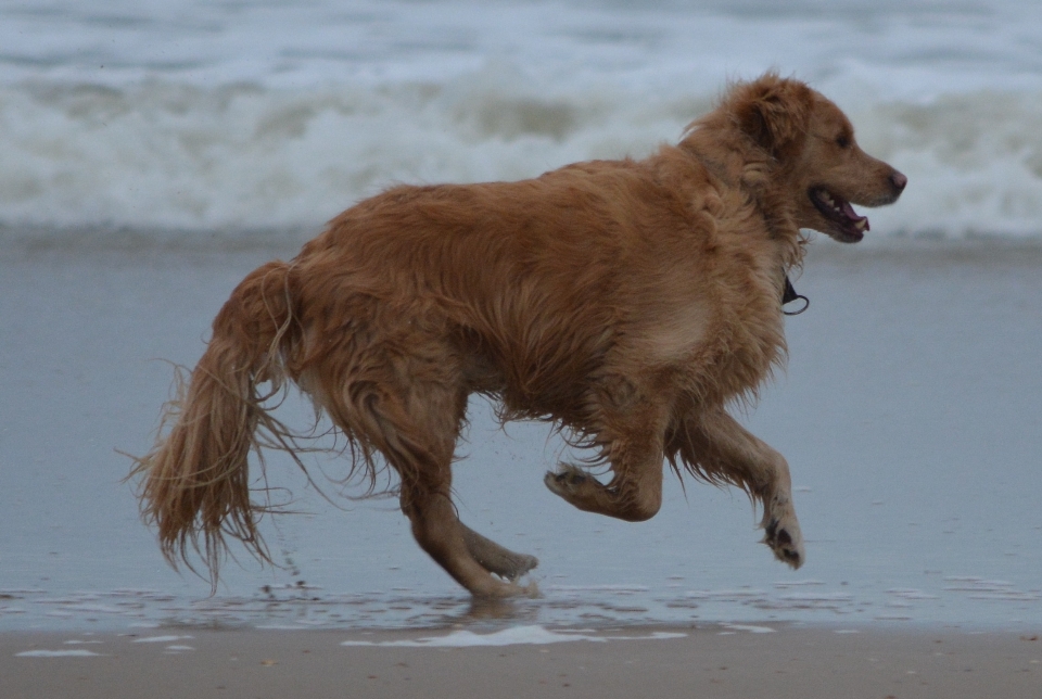 Strand meer hund tier