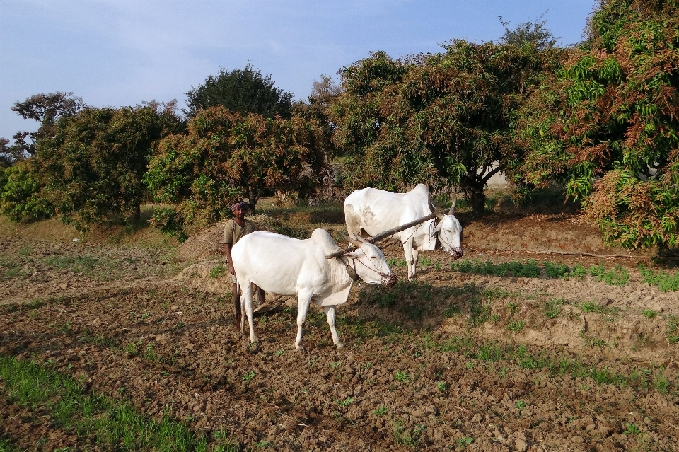 Ar livre campo fazenda prado
