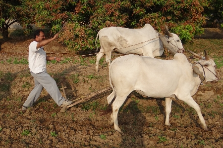 Foto All'aperto campo azienda agricola prato
