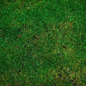 Grass structure plant field Photo