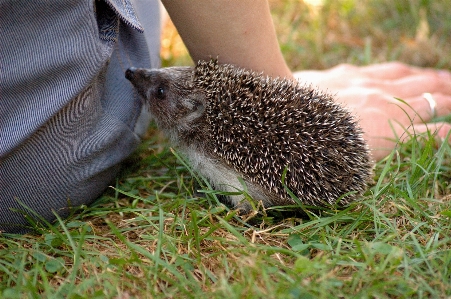 Forest grass animal wildlife Photo