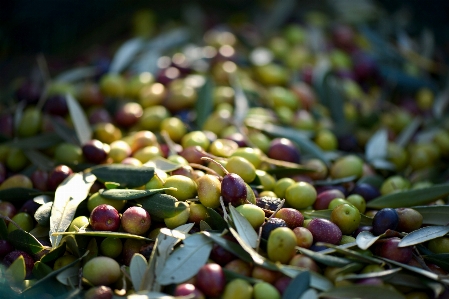 Branch plant fruit leaf Photo