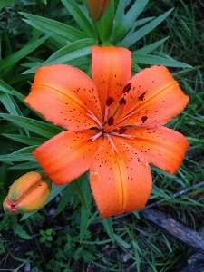 Blossom plant leaf flower Photo