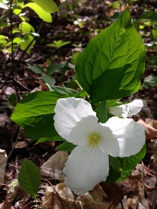 Nature plant leaf flower Photo