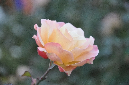 Nature blossom plant leaf Photo