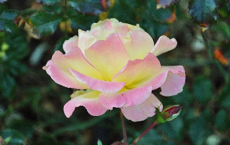 Nature blossom plant leaf Photo