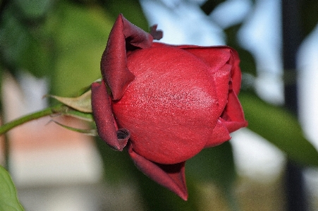 Nature blossom plant photography Photo