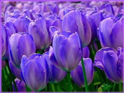 Nature blossom plant field Photo