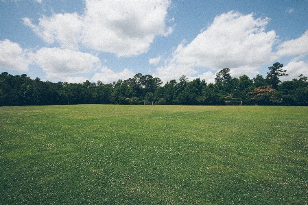 Landscape tree nature grass Photo